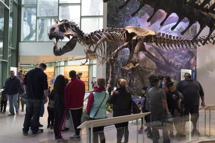 Naylor Dinosaur Gallery at The Witte Museum (taken from press kit link on website)