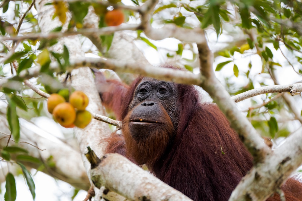 Where To See Orangutans In Malaysia Sabah And Borneo