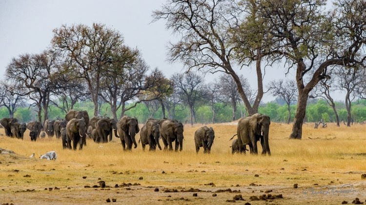 Elephants