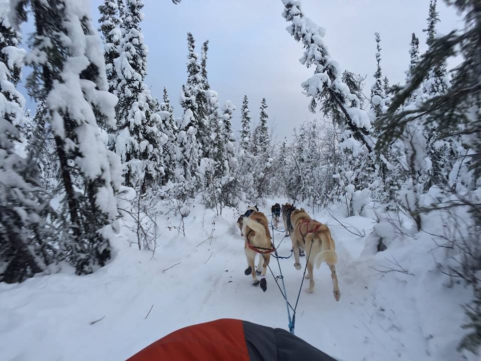 How to Go Dog Sledding in Alaska