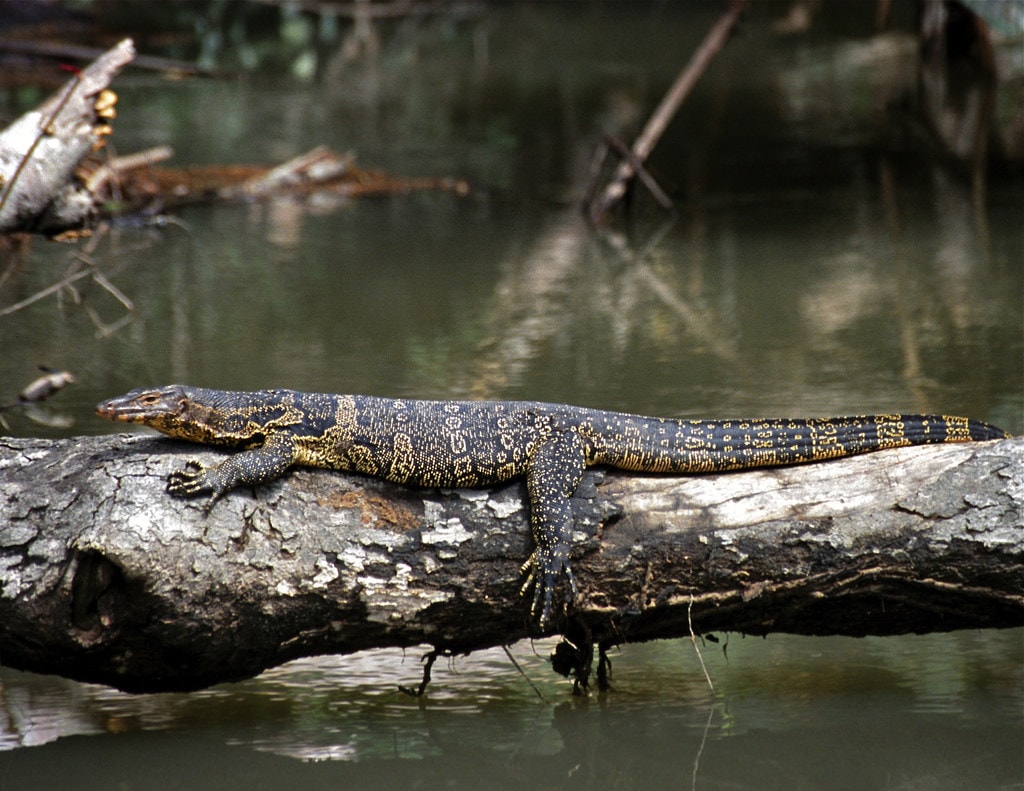 Why Does Thailand Hate Monitor Lizards?
