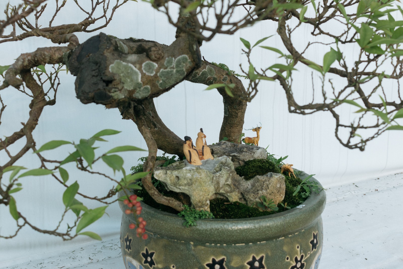 Bonsai Vietnam Contoh Bonsai