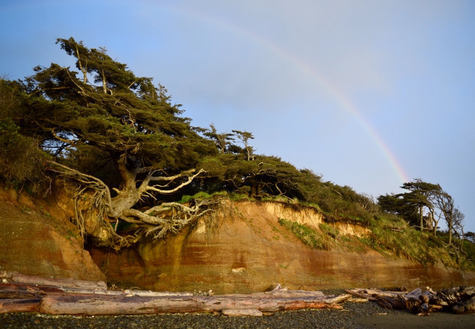 The Story Behind The Kalaloch Tree Of Life