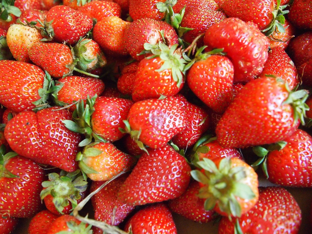 The Best Places to Pick Strawberries in Connecticut