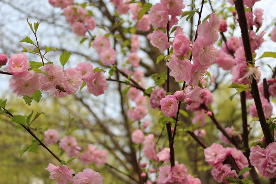 cherry-blossom-2224844_960_720