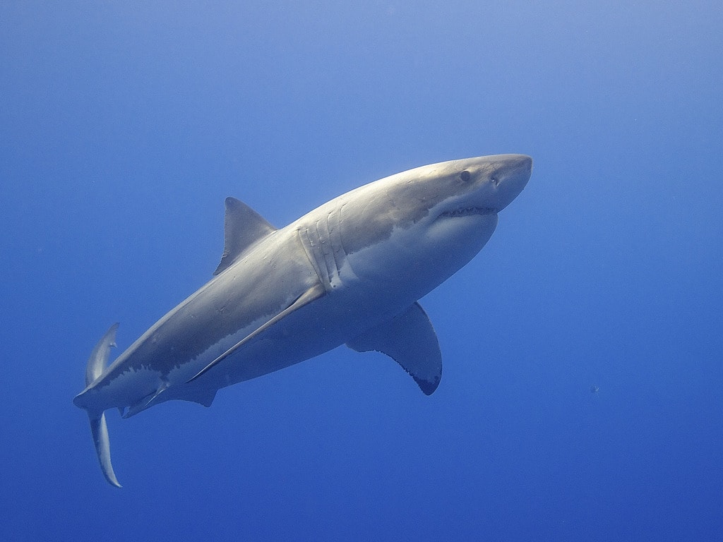 why are tons of great white sharks gathering in the pacific ocean
