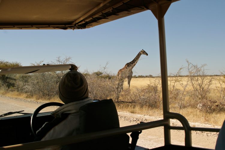 Watching giraffe from safari truck in Etosha wildlife park, Namibia