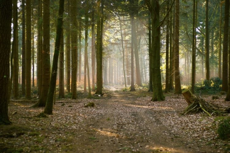 forest-2539284_1280-1024x682