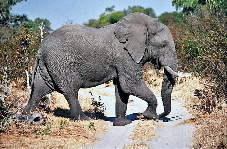 800px-Moremi_elephant