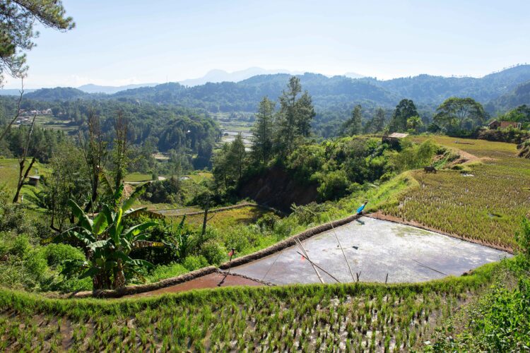 Green and brown rice terrace fields in Tana Toraja, South Sulawesi