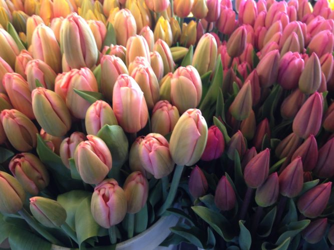 Tulips for sale!