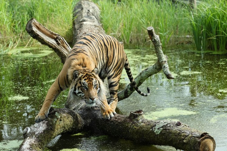 Hundreds of species live at London Zoo