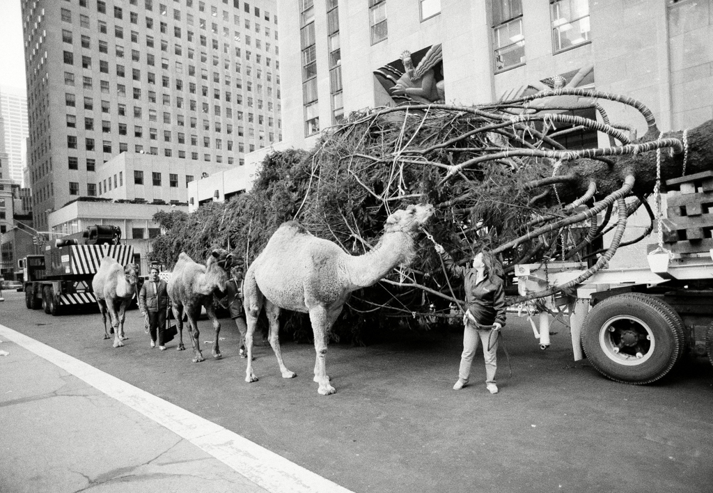 Rockefeller Center Christmas Tree Arrival, New York, USA
