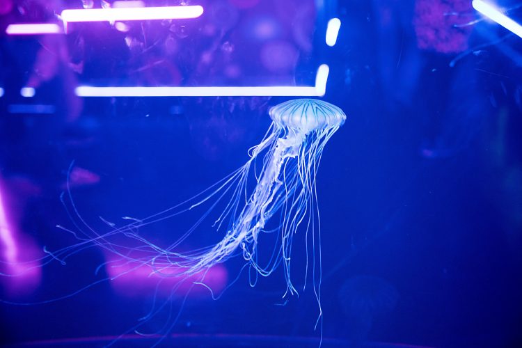 The SEA LIFE London Aquarium boasts the UK’s largest jellyfish experience