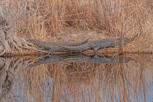 Alligators Basking along a Slow Moving Suwannee River in Stephen C. Foster State Park in the Okefenokee Swamp in Georgia