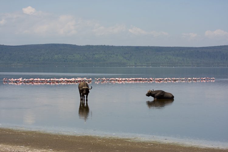 Buffalos and flamingoes at Lake Nakuru National Park, Kenya