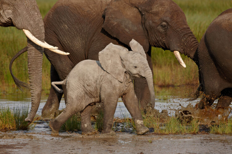 Baby African elephant (Loxodonta africana), Serengeti National Park, Tanzania, East Africa, Africa