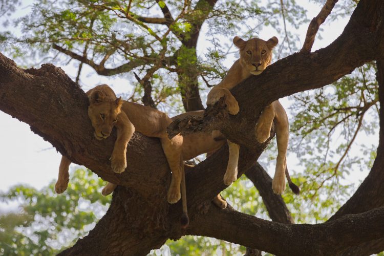African Lion's resting in a tree, Lake Manyara National Park, Tanzania
