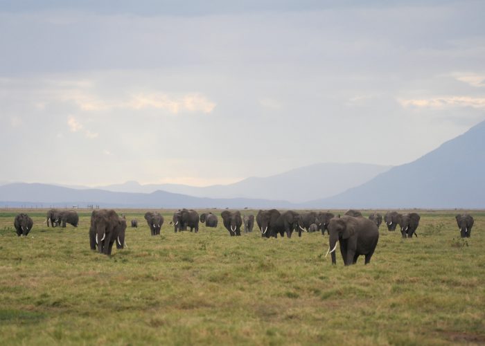 Herd of Elephants Amboseli National Park, Kenya