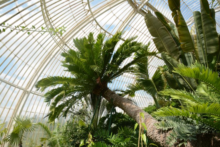 Step into Palm House at Kew Gardens for a change of scenery