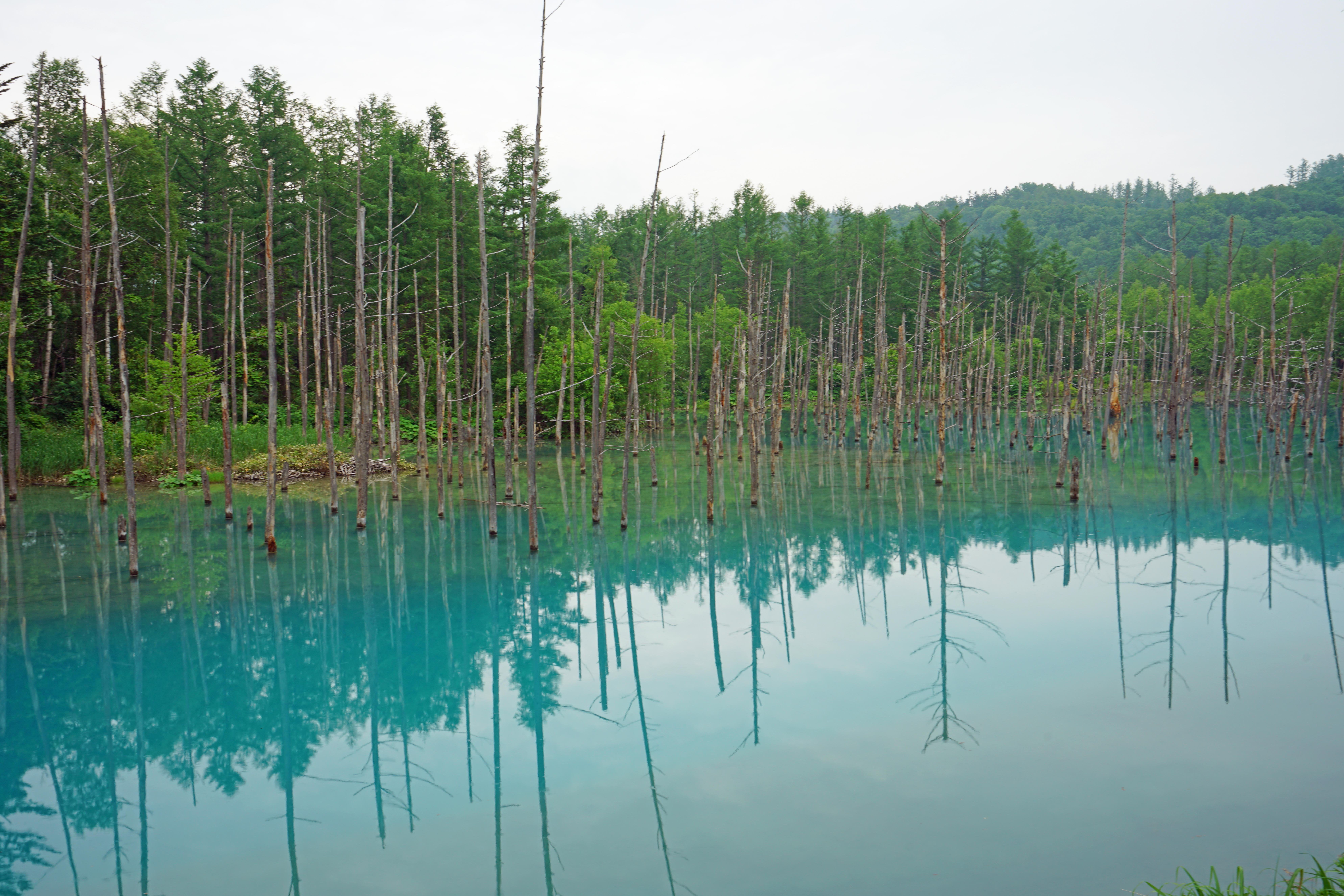 The Blue Pond in Biei, Hokkaido, Japan