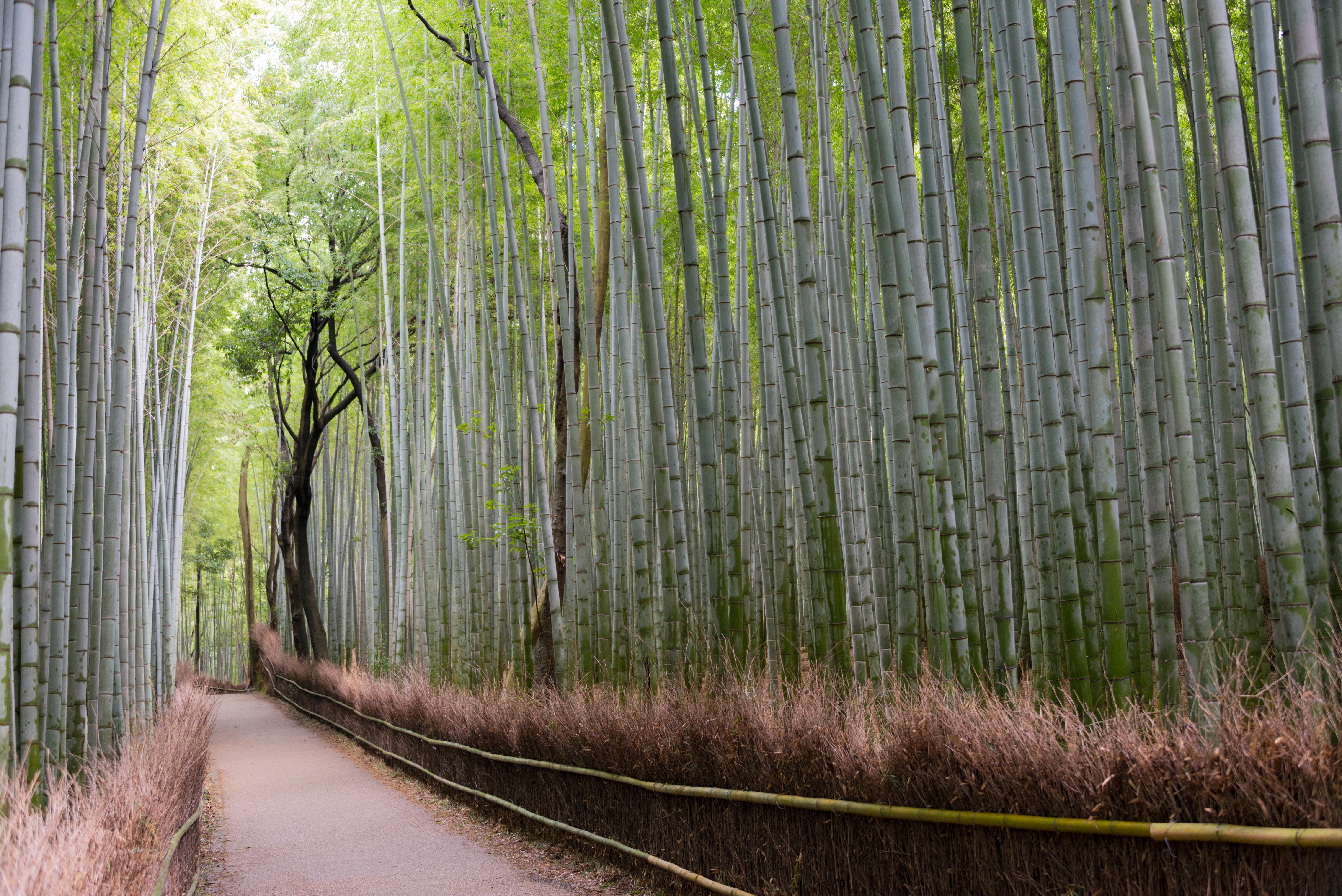 Path inside the Bamboo Grove in Arashiyama, Kyoto