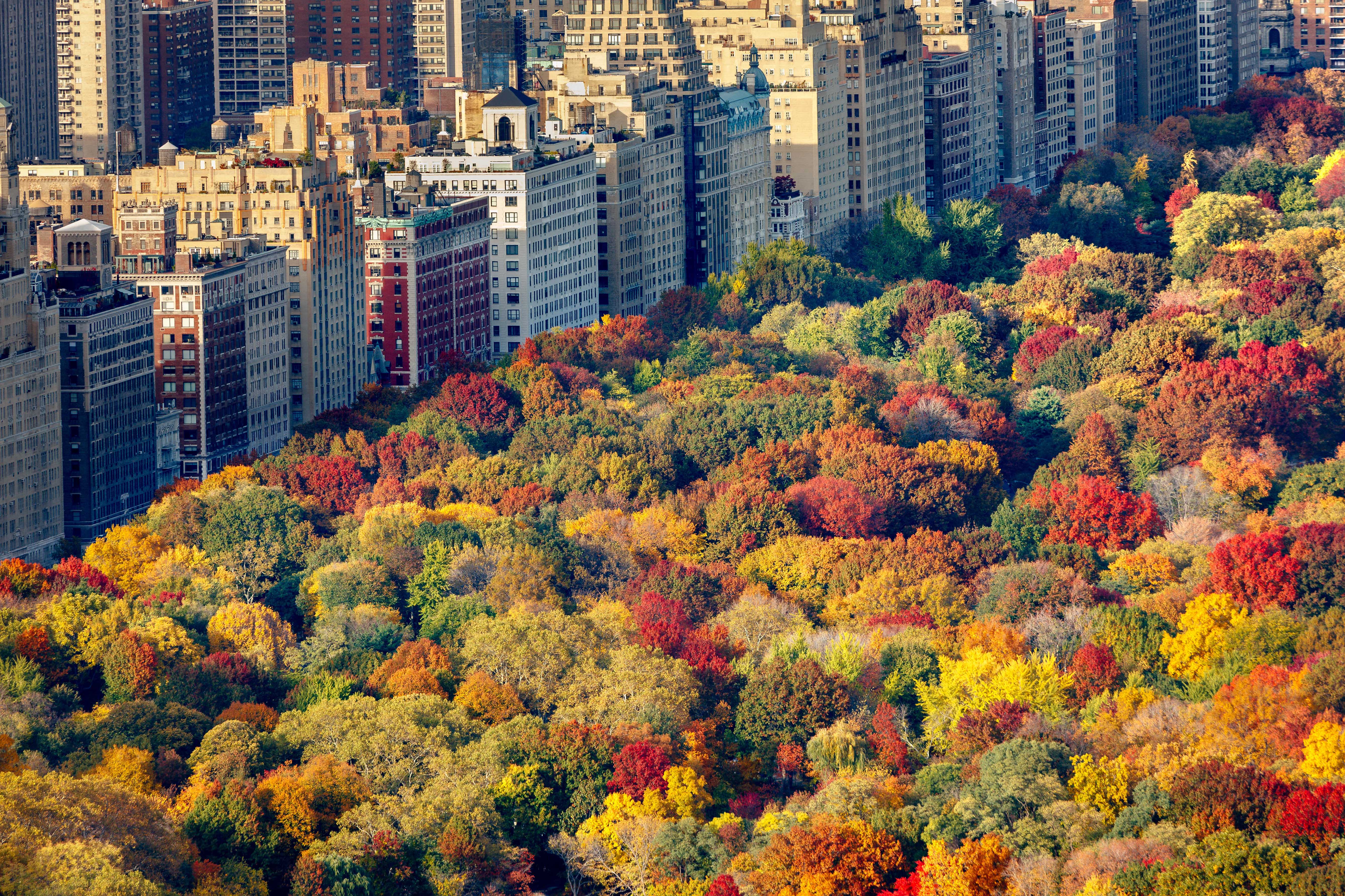 Aerial view of brilliant fall colors of Central Park West foliage in late afternoon. Upper West Side, Manhattan, New York City