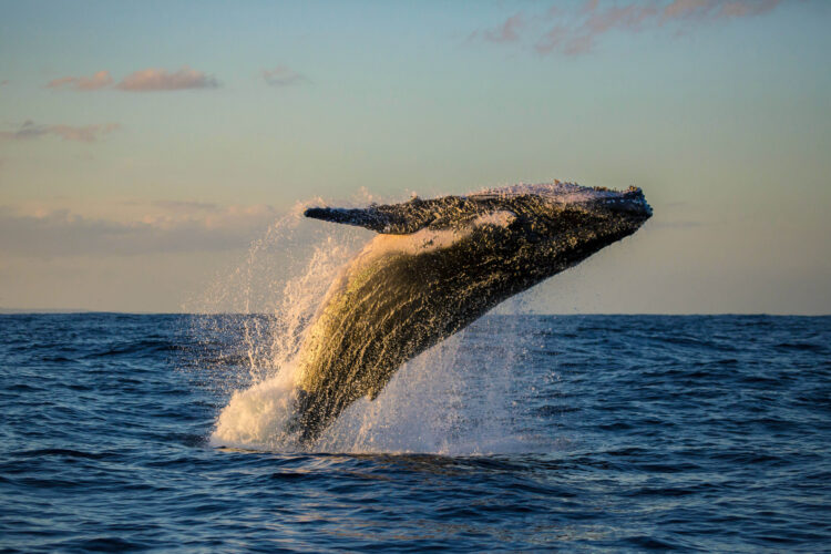 Golden light sunset humpback whale breach, Sydney, Australia
