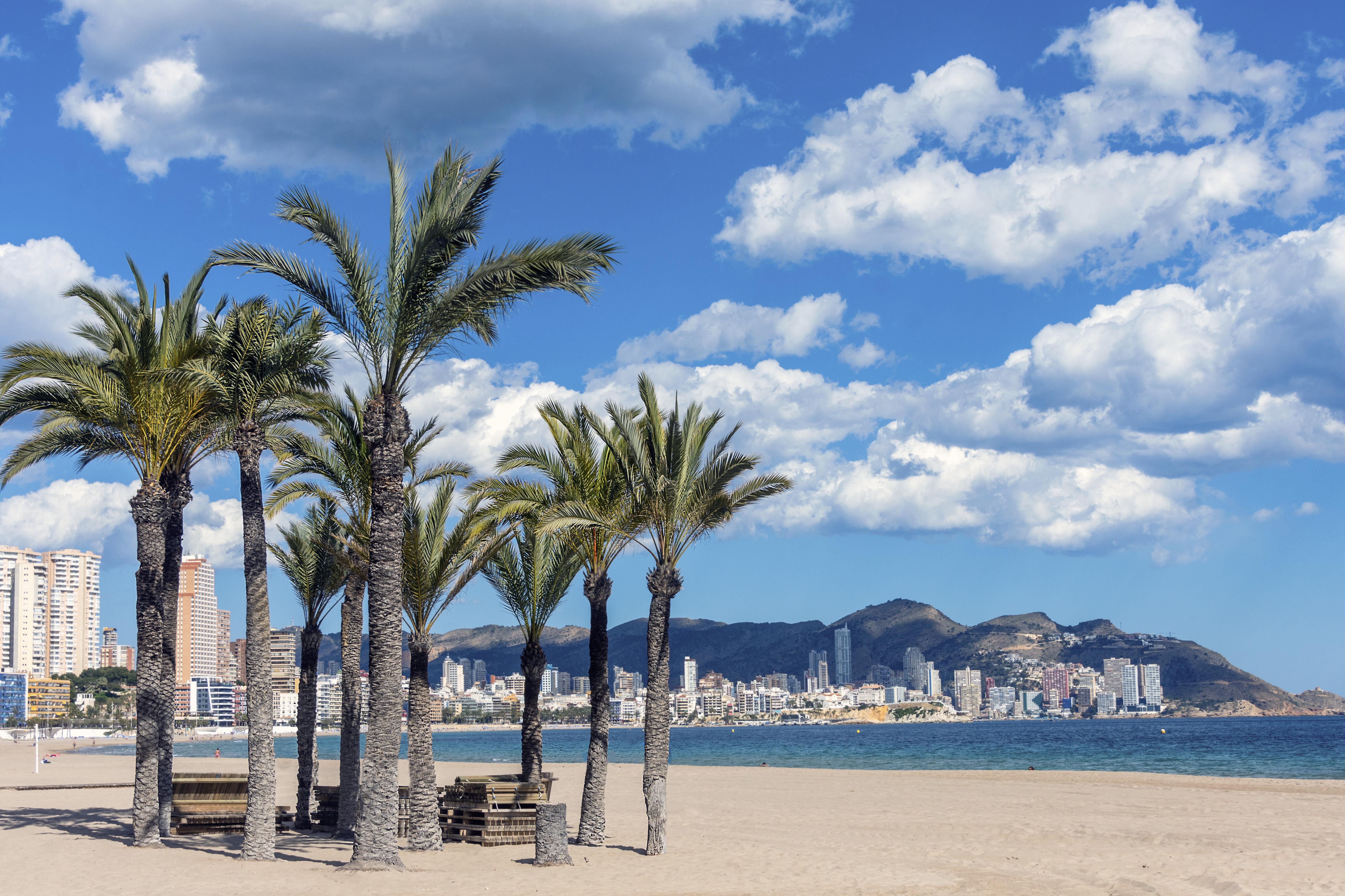 Palm Trees on the Beach