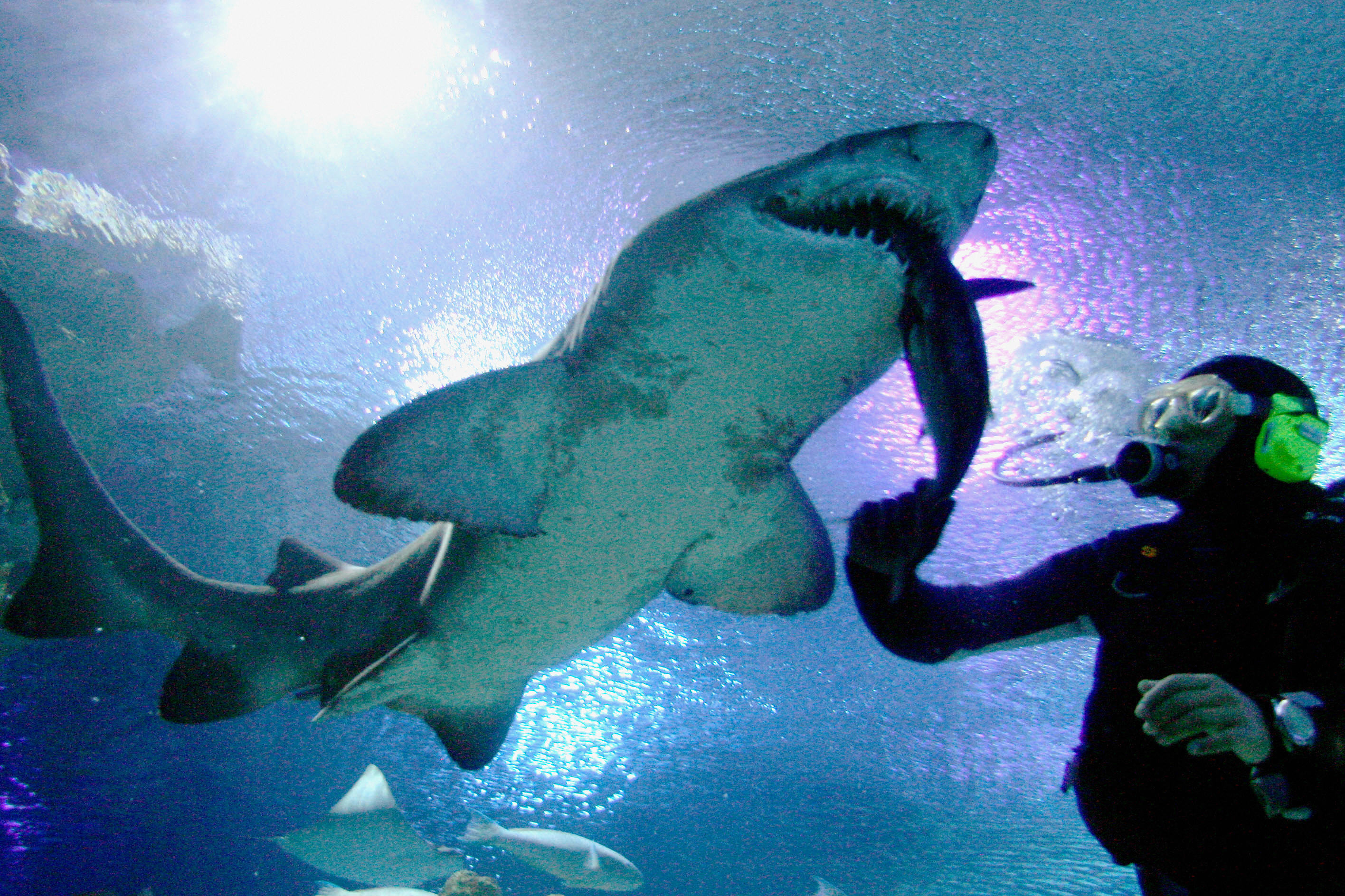 A diver feeds a shark at the Aquarium in