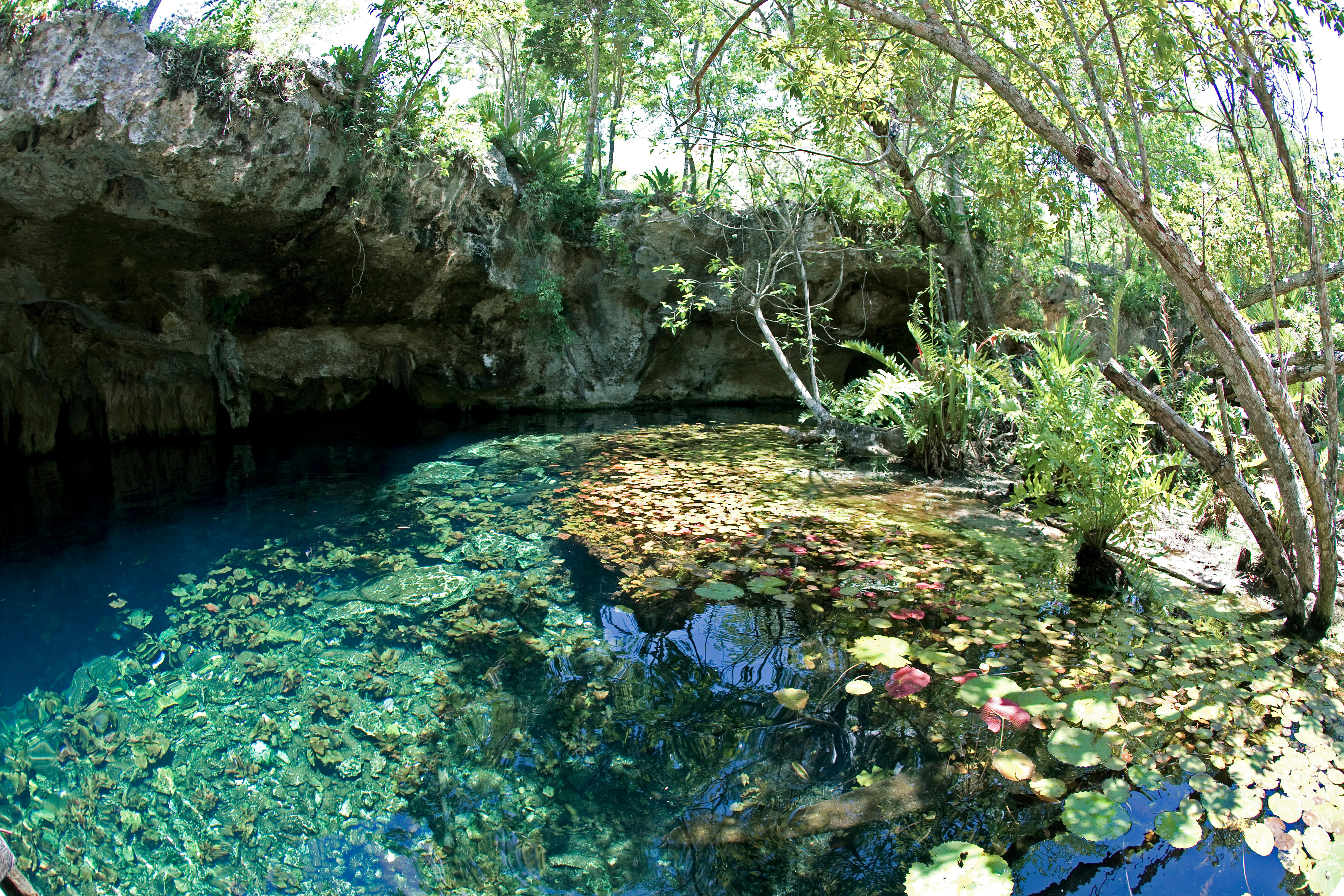 Crystal clear water in Grand Cenote, Cenotes, Tulum, Riviera Maya, Yucatan, Quintana Roo, Mexico, Caribbean