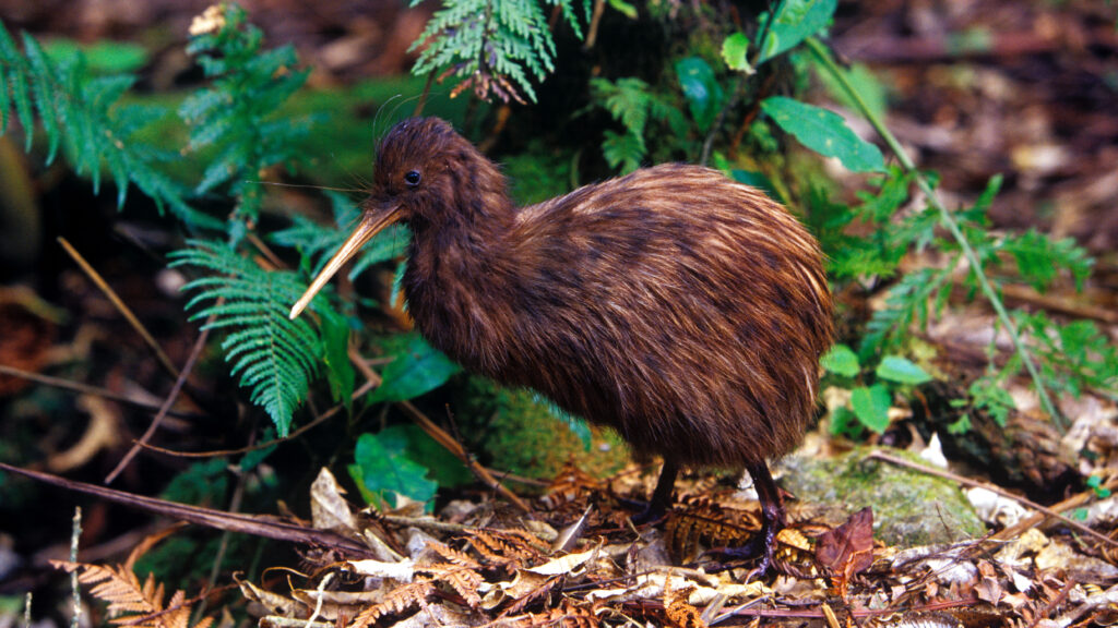 A Birdwatcher’s Guide to New Zealand