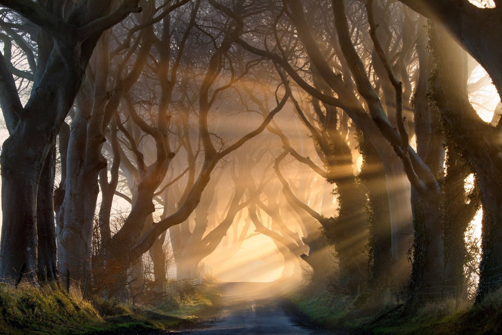 Morning light illuminate the avenue tree's known as the Dark Hedges in Northern Ireland.