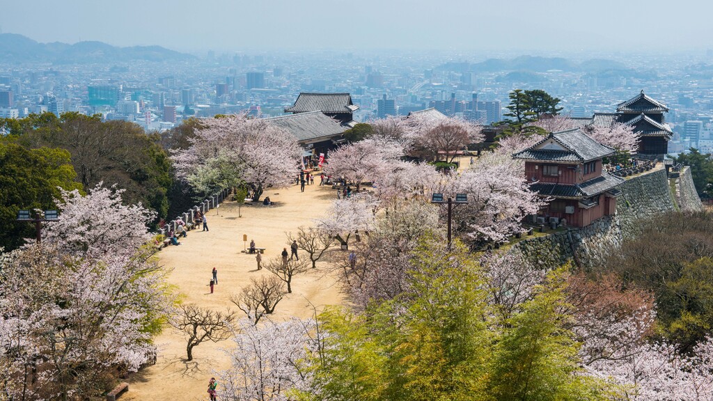 Tips You Need to Know Before Visiting Matsuyama, Japan