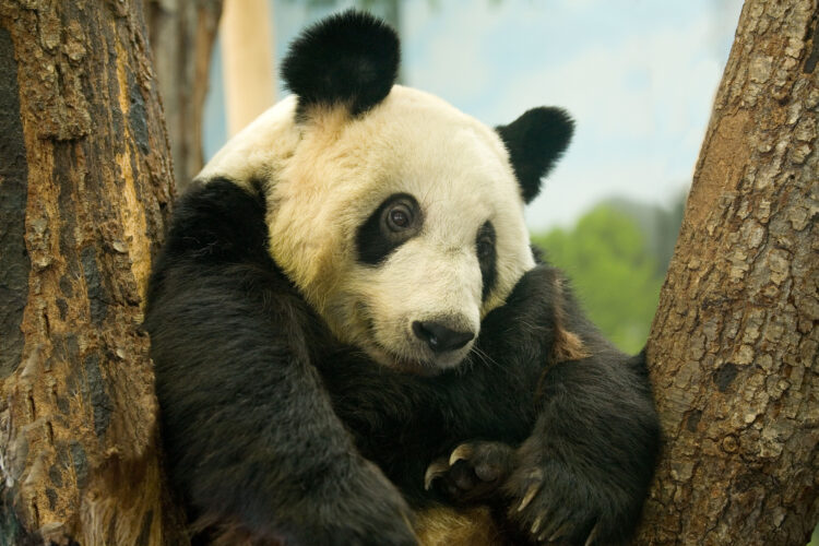 Giant panda in Memphis Zoo, Tennessee. Image shot 2007. Exact date unknown.