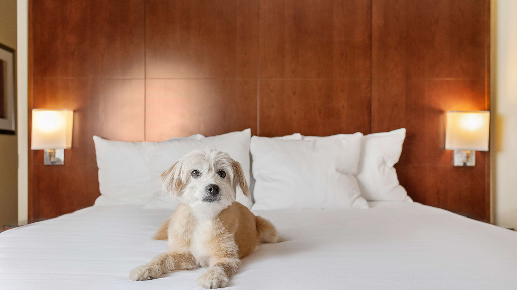 The Most PetFriendly Hotels in Houston Culture Trip