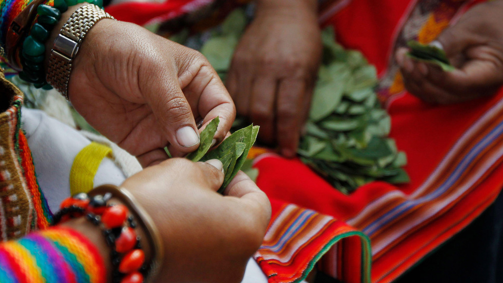 The Potential Health Benefits of the Coca Leaf