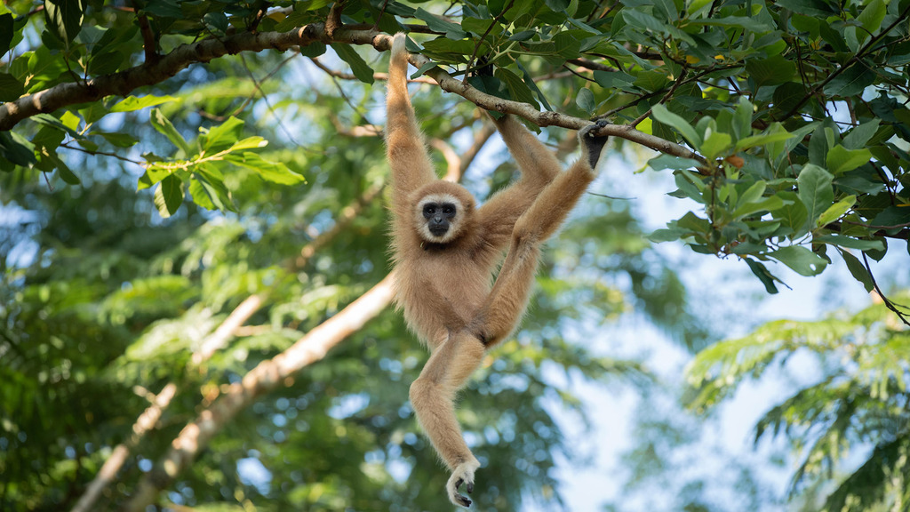 Amazing Animals You Can Find in Thailand