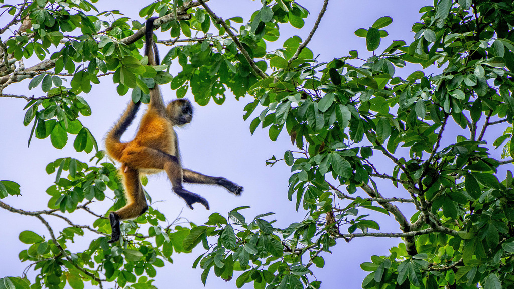 The Most Endangered Animals in Costa Rica and Where to See Them Before