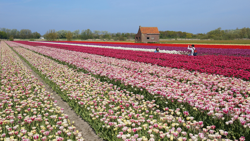 The Best Places to See Tulips in the Netherlands
