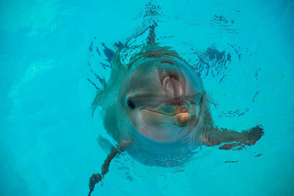 Where to Swim With Dolphins in Florida