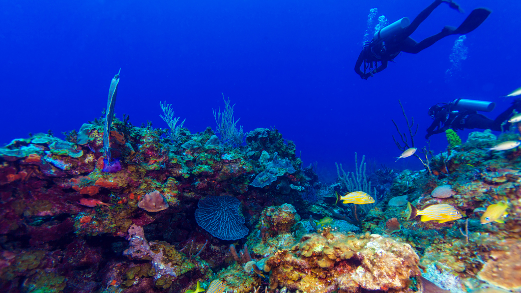The Best Scuba Diving Spots in Cuba