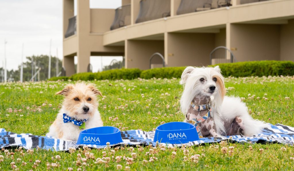 The Best PetFriendly Hotels to Book in San Diego, California