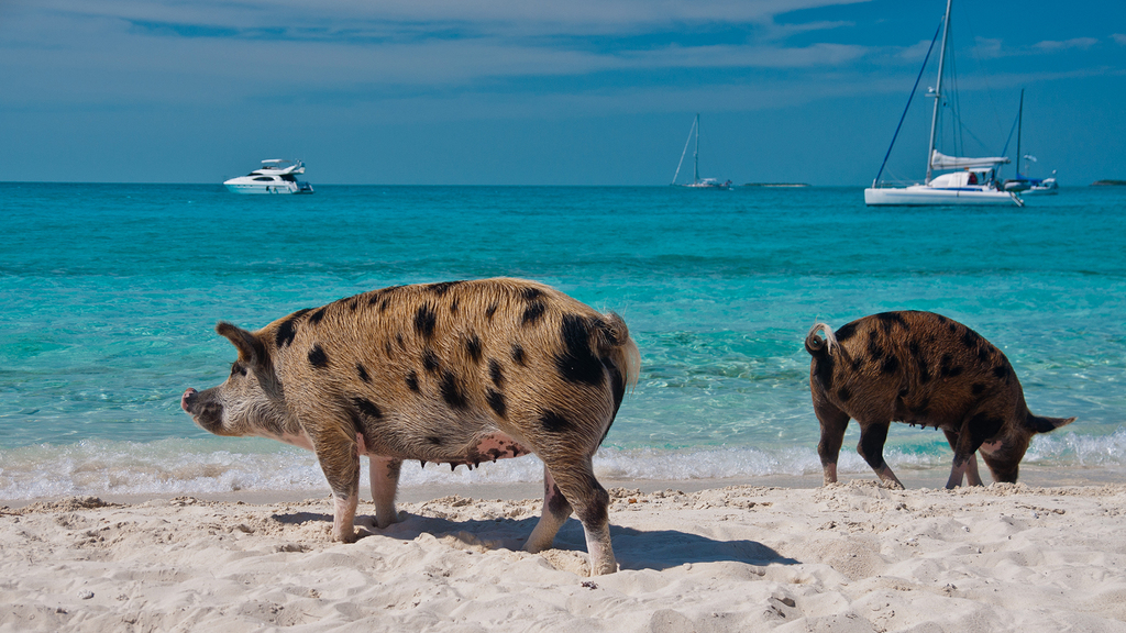 How to Spend 7 Days Island Hopping Around the Bahamas