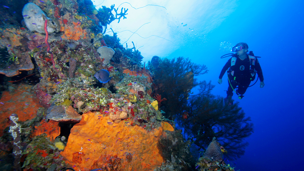 The Ultimate Diving Guide to the Abacos and Exumas in the Bahamas